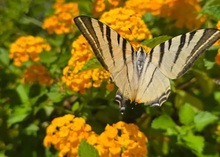 Dom wakacyjny Al Civico 365 Castelluzzo