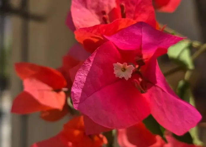 Al Civico 365 Castelluzzo