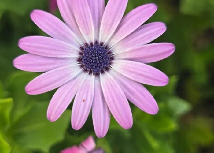 Al Civico 365 * Castelluzzo