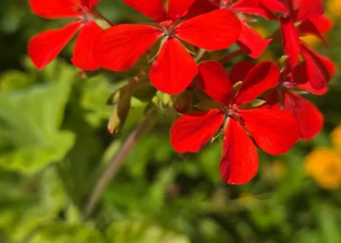 Dom wakacyjny Al Civico 365